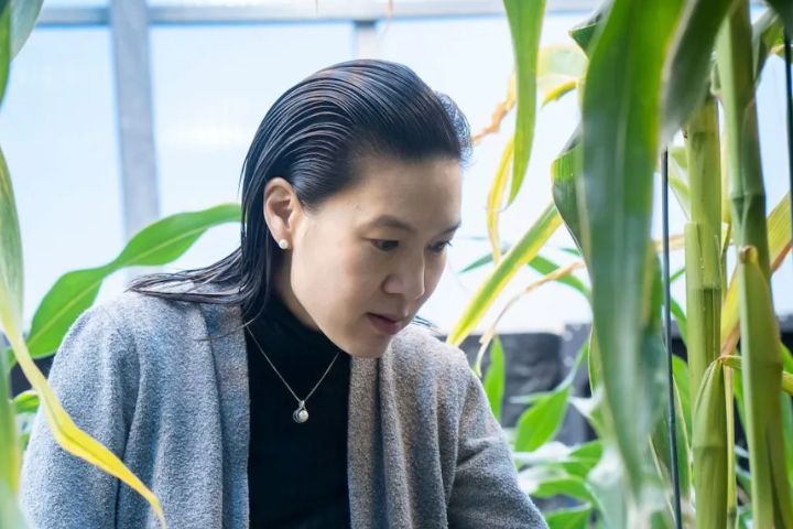 BBC News: How Crops Are Being Disaster-Proofed