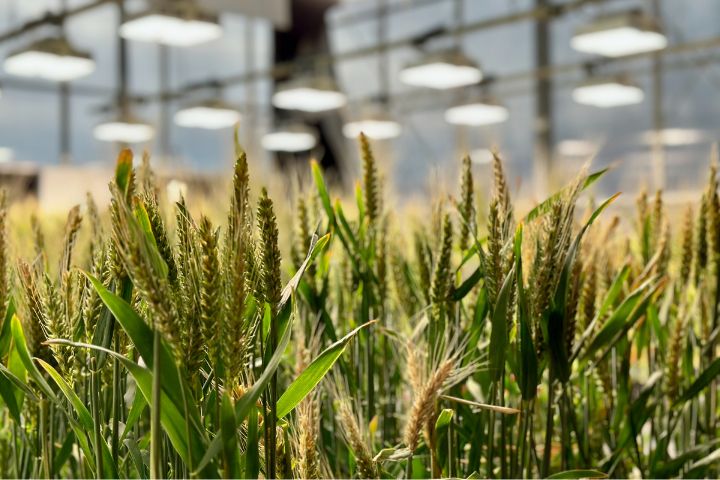 Reuters: Australian Trial of Gene-Edited Wheat Aims for 10% Bigger Yields